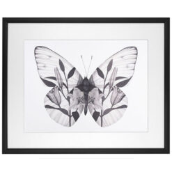 Butterfly - Jana Michalovičová / grafika