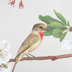 Rose-throated becard - Jana Michalovičová / grafika