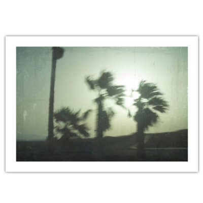 Palm trees - Parxant, A4 / grafika