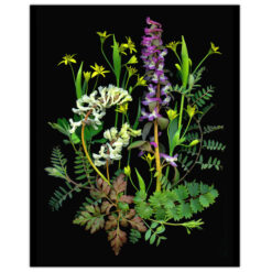Florals #10 - Pressink, 40x50 cm / giclée grafika