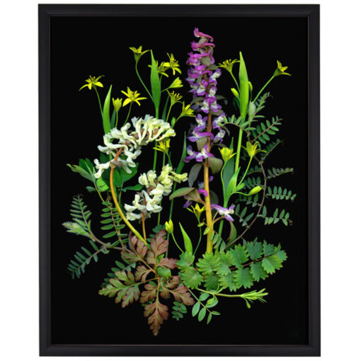 Florals #10 - Pressink, 40x50 cm / giclée grafika