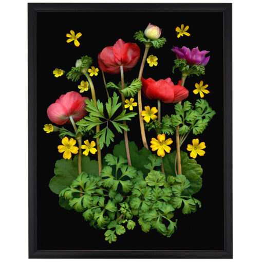 Florals #11 - Pressink, 40x50 cm / giclée grafika