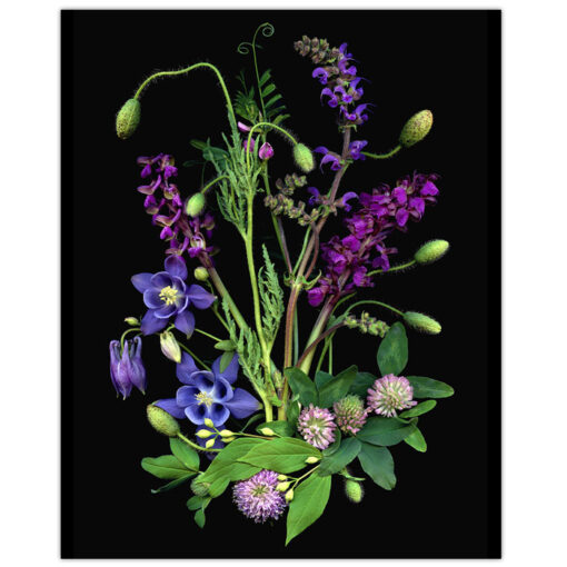 Florals #12 - Pressink, 40x50 cm / giclée grafika