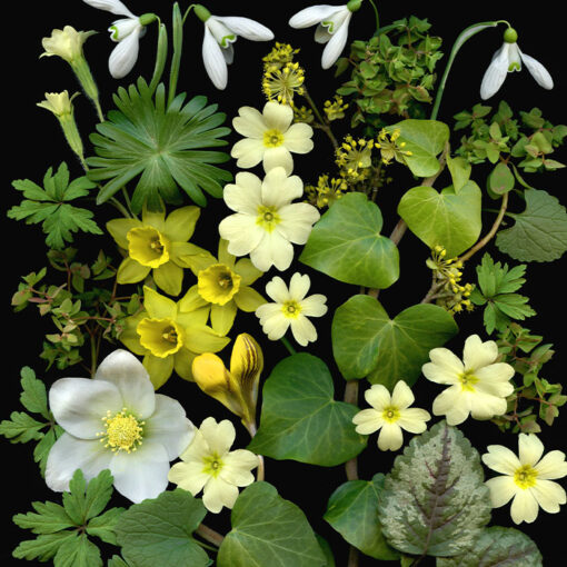 Florals #15 - Pressink, 40x50 cm / giclée grafika