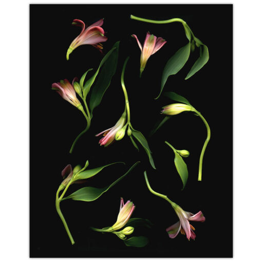 Florals #3 - Pressink, 40x50 cm / giclée grafika