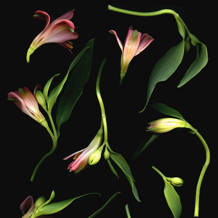 Florals #3 - Pressink, 40x50 cm / giclée grafika