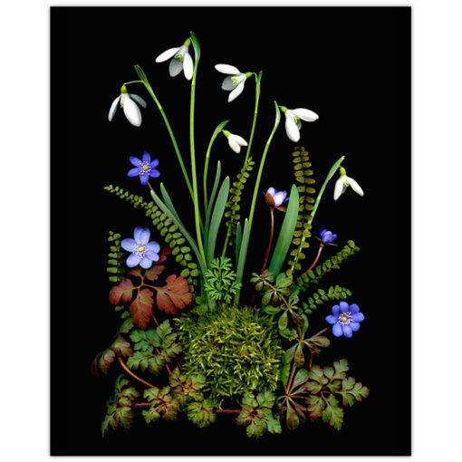 Florals #7 - Pressink, 40x50 cm / giclée grafika