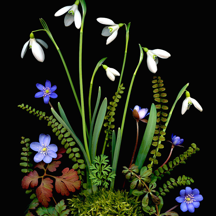 Florals #7 - Pressink, 40x50 cm / giclée grafika