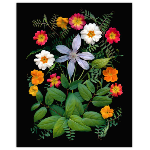 Florals #9 - Pressink, 40x50 cm / giclée grafika