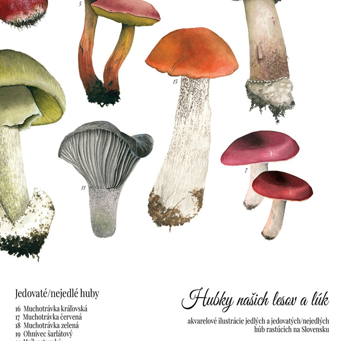 Hubky naších lesov a lúk, biele - Lena Kollar, 30x40 / print